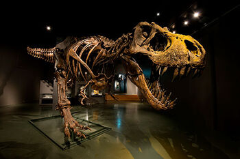 utryddelse ,dinosaur ,kjeve ,organisme ,ribbein.