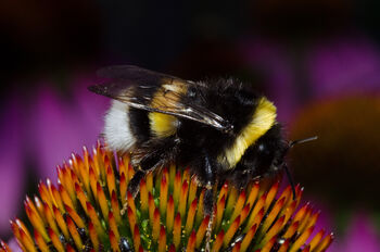 blomst ,pollinator ,anlegg ,leddyr ,insekt.