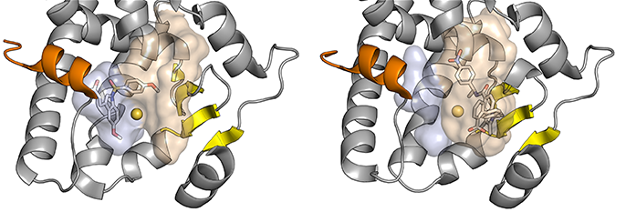To modellar av proteinet PPARγ