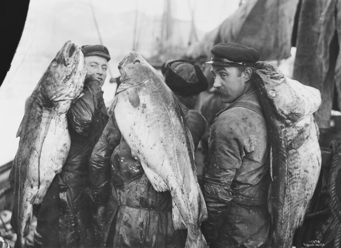 Skreifiske i 1910 da fisken var større