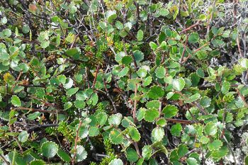 anlegg ,bunndekke ,gress ,blomstrende plante ,busk.