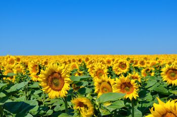 blomst ,himmel ,anlegg ,dagtid ,naturlige omgivelser.