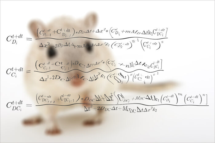 Bilete av mus, mad matematiske likningar innfelt