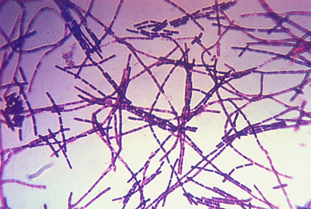 Mikroskopbilete av miltbrann-bakterien