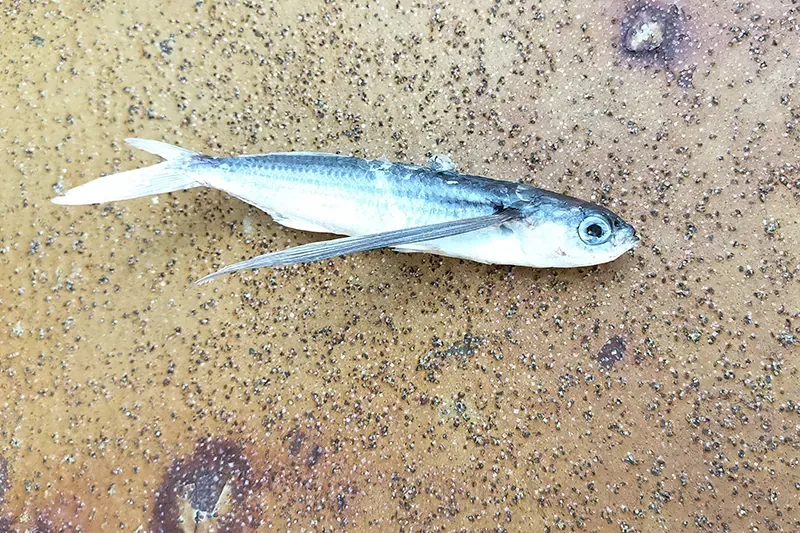 Ein daud flygefisk ligg på skipsdekket