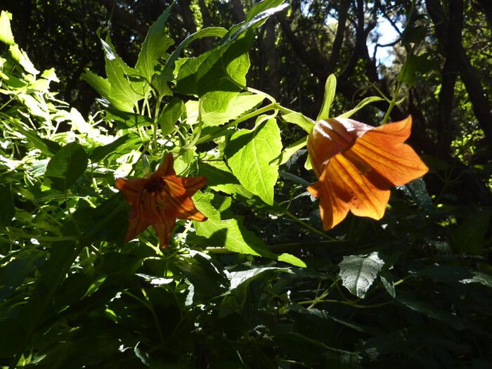Canaria canariensis