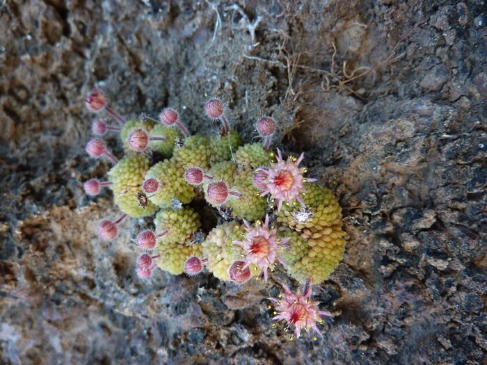 Monanthes