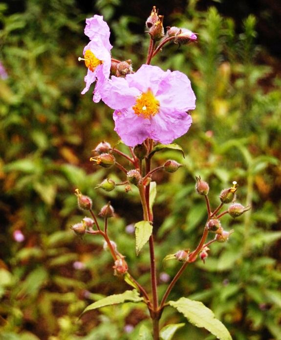 Cistaceae - solrosefamilien, slekta Cistus