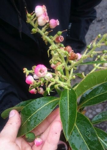 arbutus