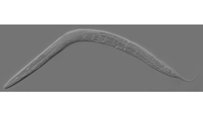 Mikroskopbilde av rundormen C. Elegans. Foto: Wikimedia Commons