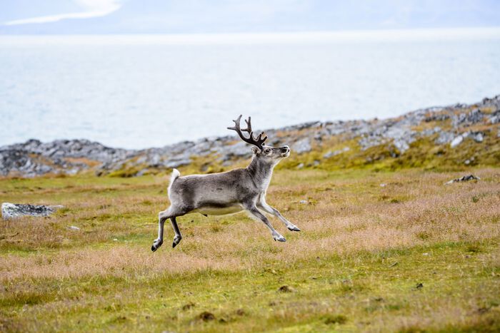 reinsdyr løper