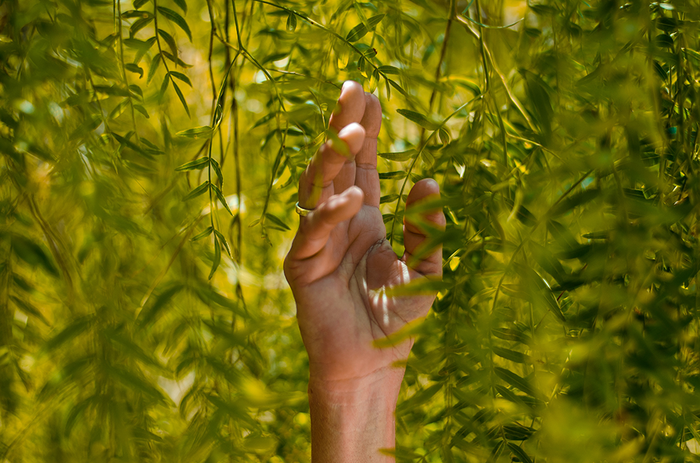 Nærbilde av grønne planter og en hånd.
