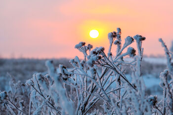 himmel ,atmosfære ,anlegg ,økoregion ,snø.