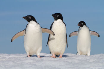 pingvin ,fugl ,snø ,virveldyr ,natur.