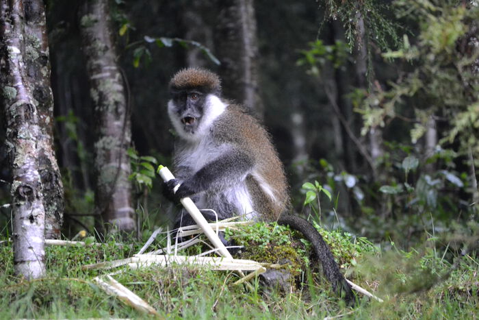 Adult male Bale monkey feeding on young highland bamboo shoot. 
