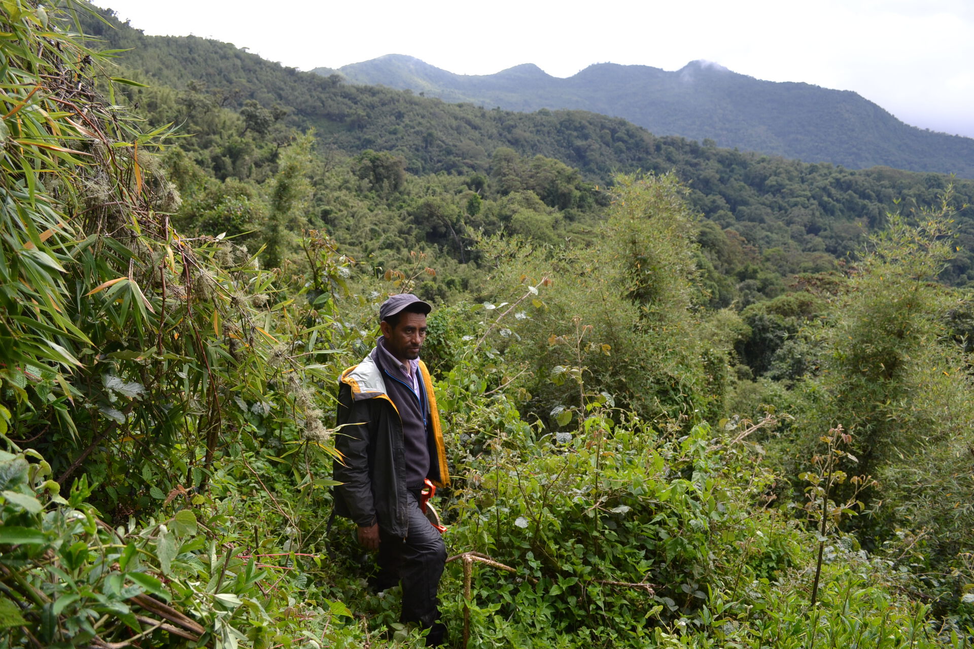 Addisu Mekonnen in the Odobullu continuous bamboo forest in Ethiopia