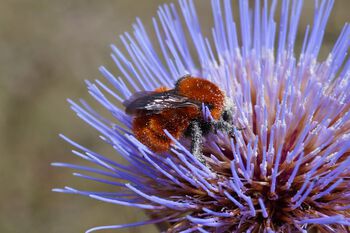 blomst ,pollinator ,anlegg ,insekt ,leddyr.