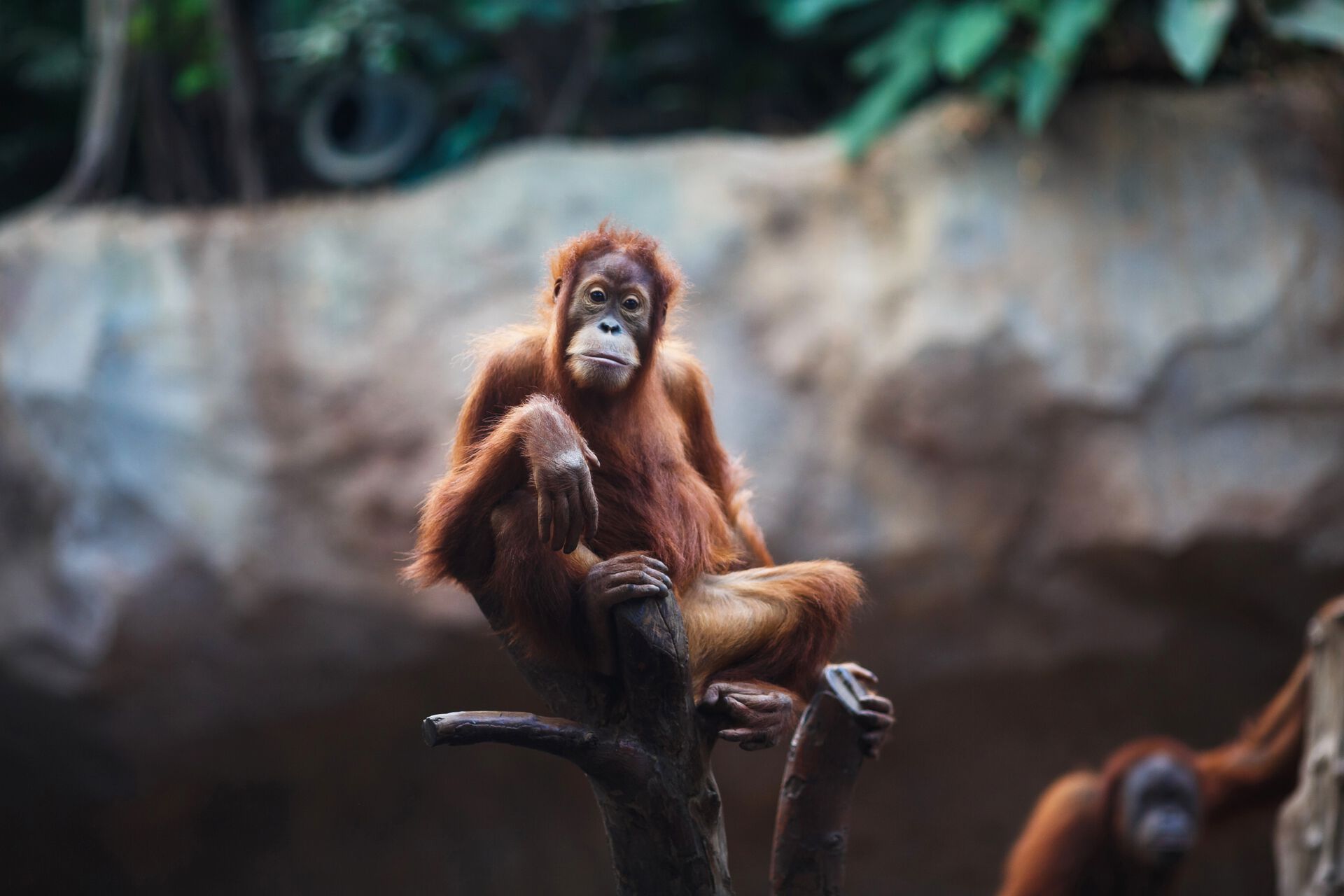 Orangutang