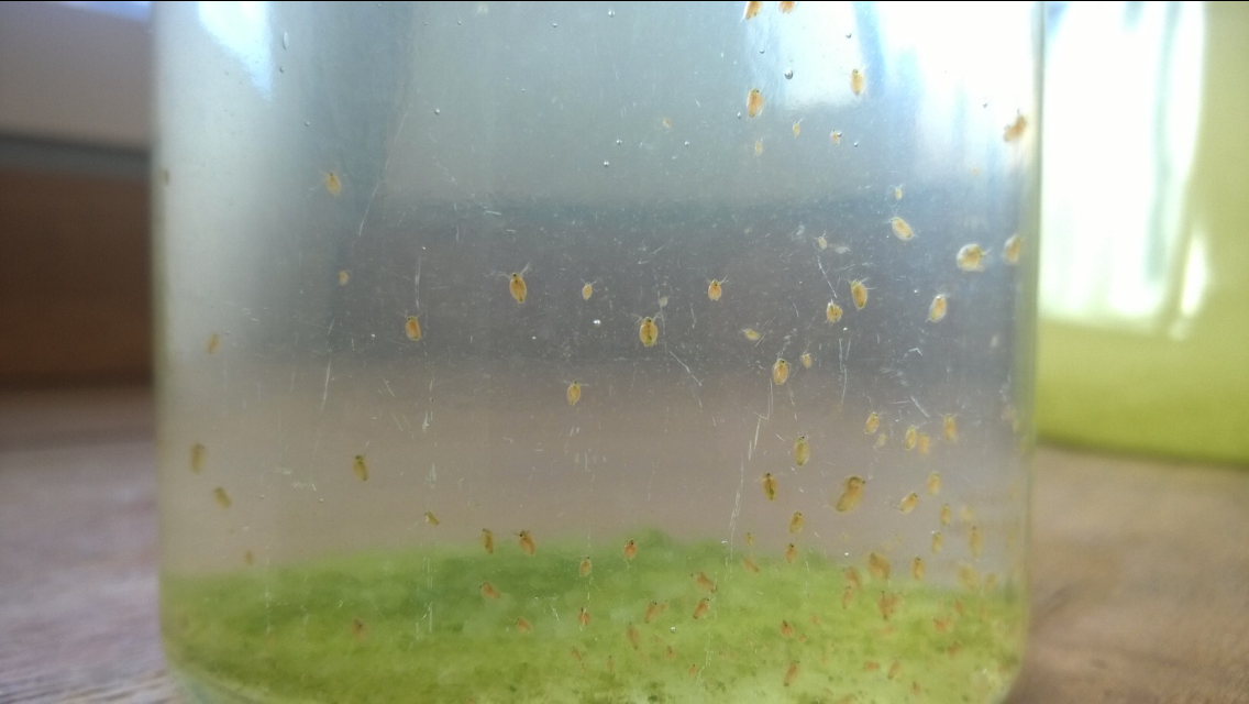daphnia/water fleas