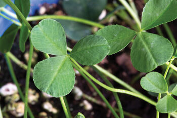 anlegg ,blad ,terrestrisk plante ,bunndekke ,blomstrende plante.