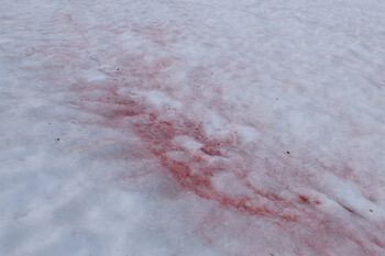 grå ,fryser ,snø ,geologisk fenomen ,mønster.