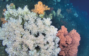 anlegg ,blomst ,under vann ,korall ,marinbiologi.