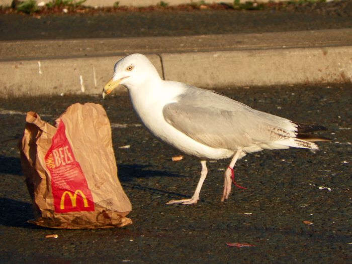 Gråmåke med en pose fra McDonalds