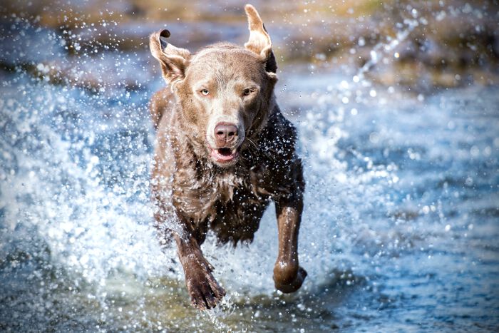 Hund som løper i vann