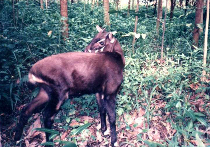 en saola