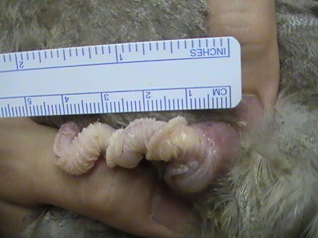 Stokkand-hannens penis er ca. 5 cm. lang og formet som en korketrekker