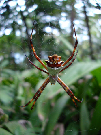 Arthropod ,Natural material ,Terrestrial plant ,Spider ,Terrestrial animal.