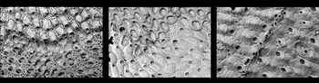 Organism ,Font ,Rectangle ,Pattern ,Water.