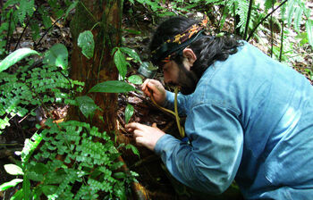 Plant ,Plant community ,Leaf ,Natural environment ,Terrestrial plant.