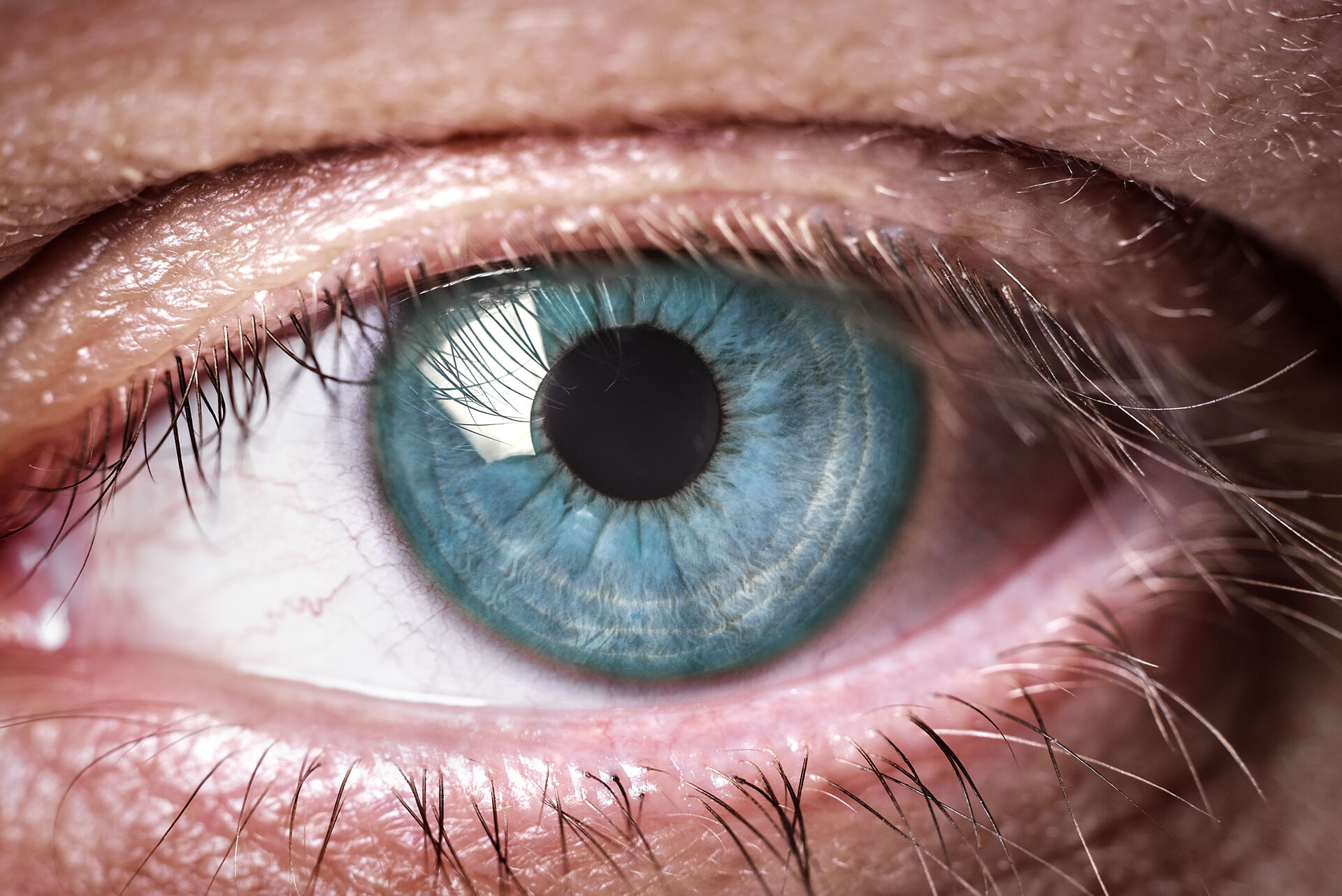 Menneskets øye er godt konstruert - men blekksprutens øye er smartere