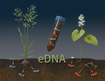 Botany ,Plant ,Organism ,Terrestrial plant ,Font.