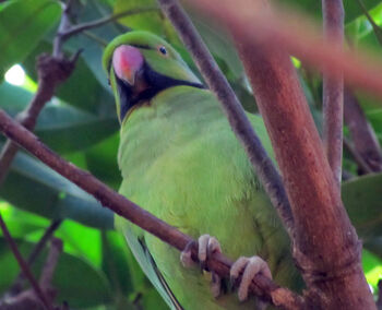 Bird ,Plant ,Parrot ,Branch ,Beak.