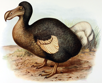 Bird ,Beak ,Painting ,Feather ,Waterfowl.