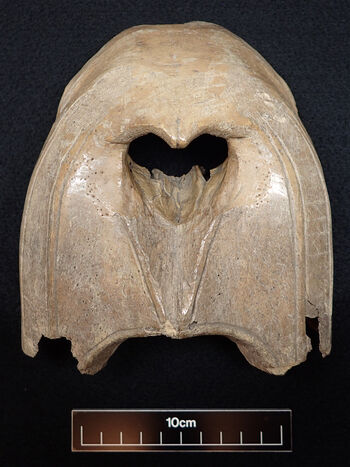 Jaw ,Artifact ,Art ,Bat ,Font.