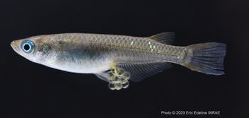 Fish ,Reptile ,Scaled reptile ,Tail ,Terrestrial plant.
