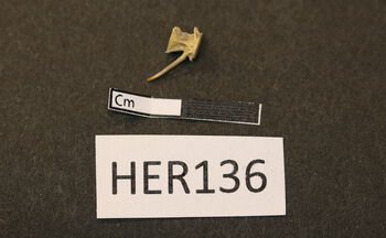 Font ,Rectangle ,Symbol.