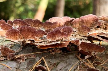Mushroom ,Polyporales ,Organism ,Terrestrial plant ,Fawn.