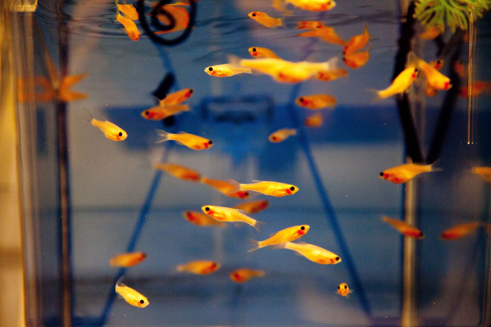 Sebrafisk