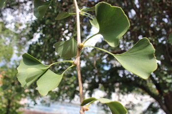 anlegg ,vann ,terrestrisk plante ,blomstrende plante ,tre.