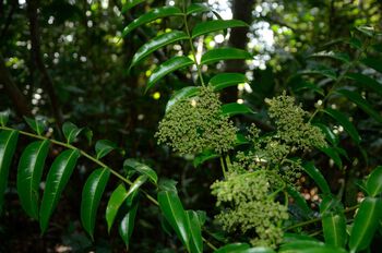 anlegg ,terrestrisk plante ,blomstrende plante ,tre ,skog.
