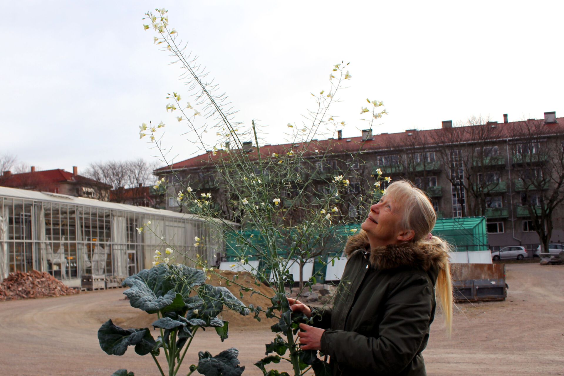 Kristina Bjureke holder en villkålplante.