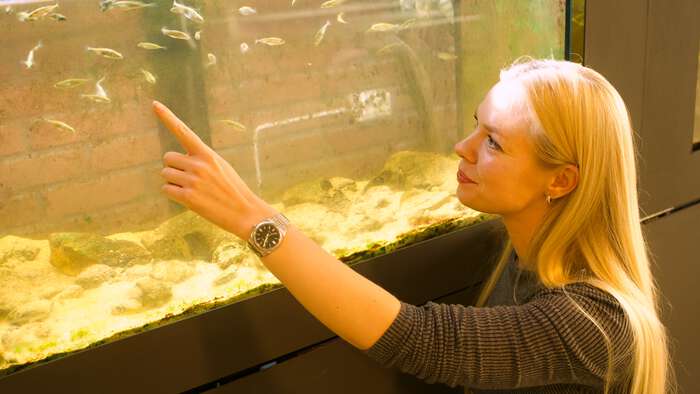 Forsker peker på fisk i akvarium