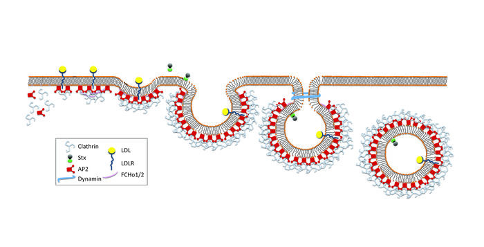 Illustrasjon som viser endocytose i fire stadier