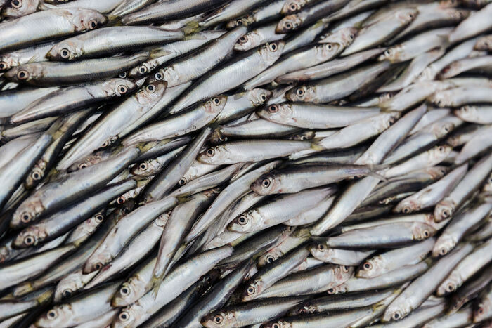 Brislingen er en viktig matfisk som finnes langs Europas vestkyst og i Østersjøen. 