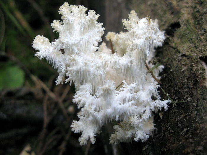 Hericium coralloides er en av Norges vakreste sopper, ifølge Klaus Høiland.