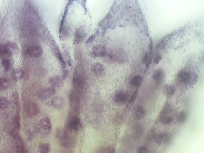 Embryoer inni svampen Sycon ciliatum